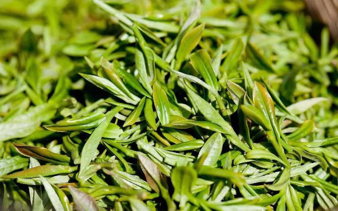 饮茶札记丨龙井茶 一叶知春的秘密